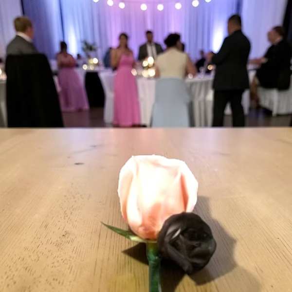 The Boutonniere