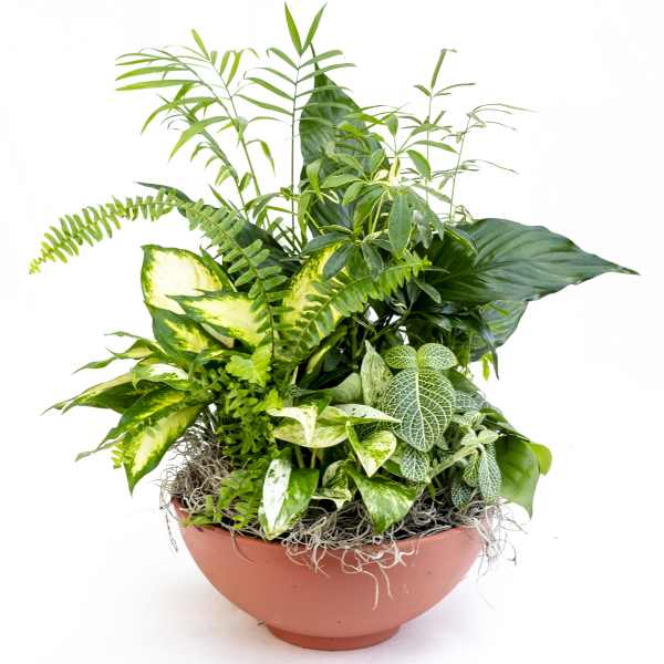 Mixed green houseplants arranged in a terracotta bowl planter