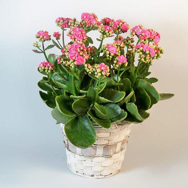 Pink flowering succulent in a white woven basket pot