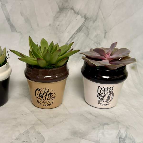 Double Shot Espresso Succulent Planter (One Plant)