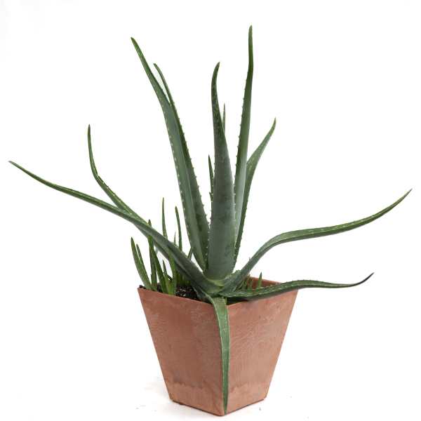 Potted aloe plant in a copper-colored square container