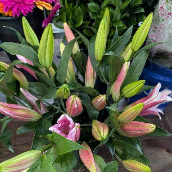 Bouquet of pink lily buds and one open bloom