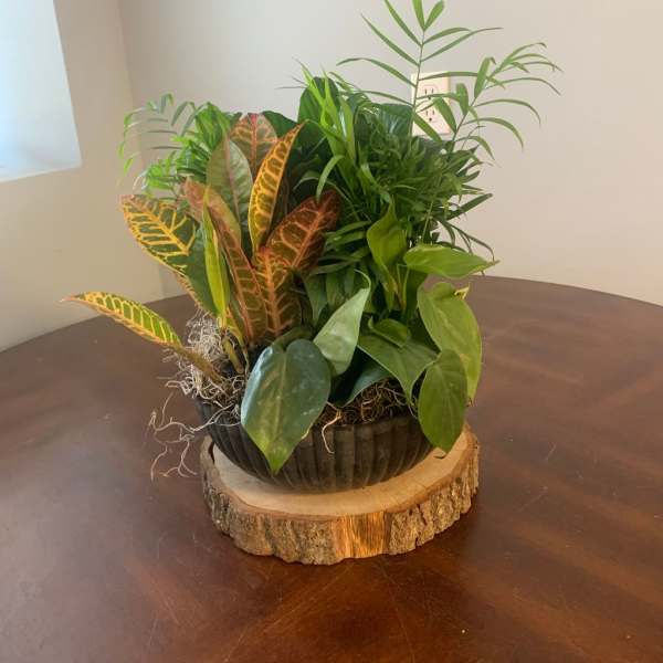 Mixed potted houseplants in a dark bowl planter on a wood slice base
