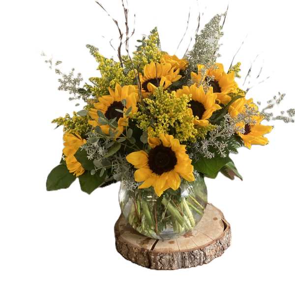 sunflower beauty