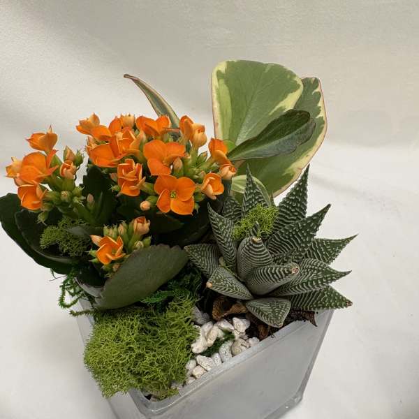 Tiny Tropical Planter