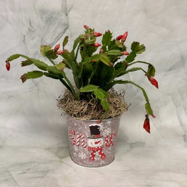 Potted Christmas cactus with red buds in a snowman tin