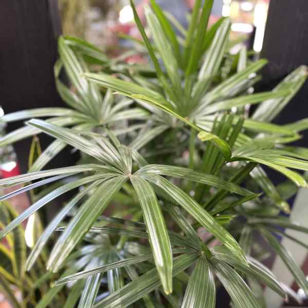 Palm Rhapis