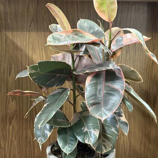 Rubber Fig Ruby Potted