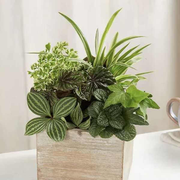 Mixed green houseplants arranged in a square wooden planter