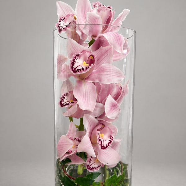 Timeless Orchid