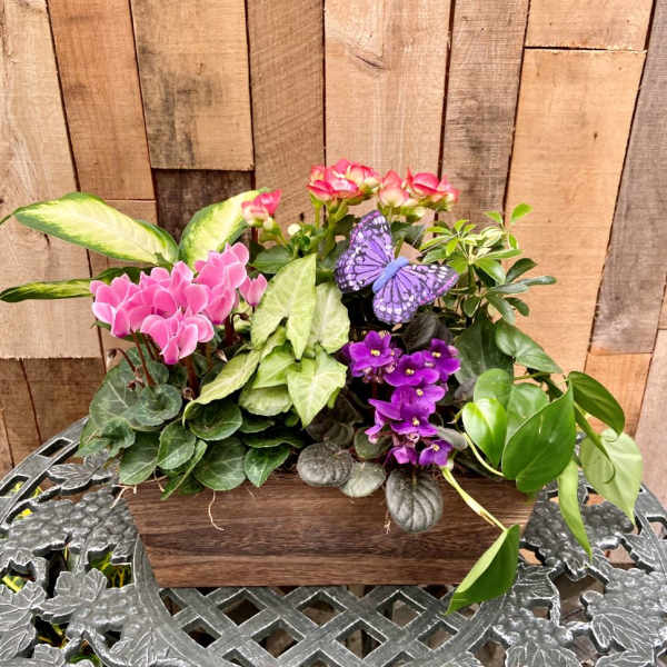 Mixed potted plant arrangement with pink cyclamen and purple African violets in a wooden planter