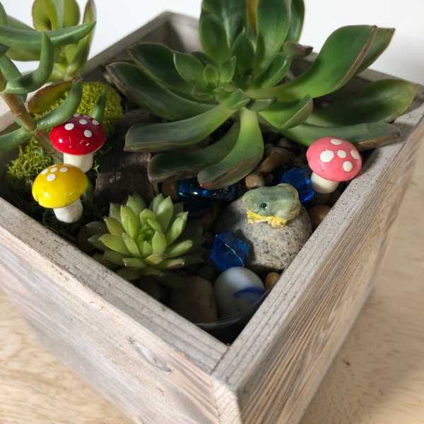 Succulent Fairy Garden DIY Kit