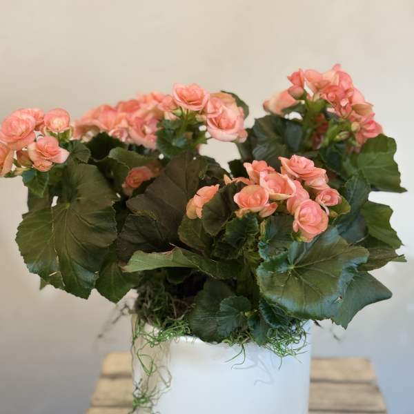 Potted pink flowering plant in a white container