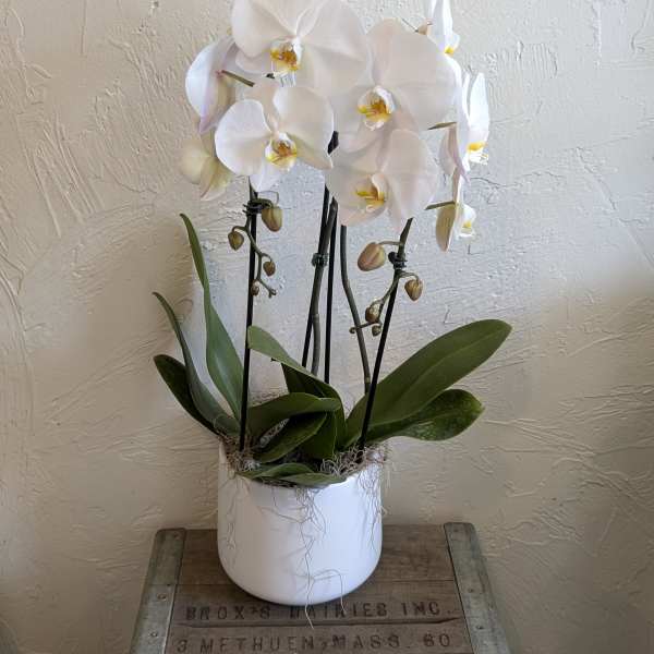 Double Cascading Orchid