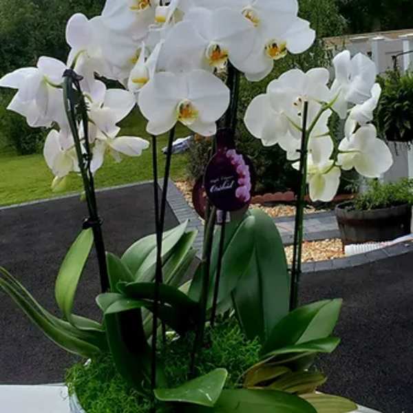 Premium Orchid Garden