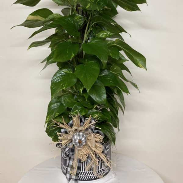 Tall potted green houseplant with glossy leaves and a decorative bow