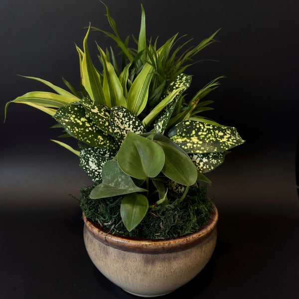 Dish Garden Ceramic - Small