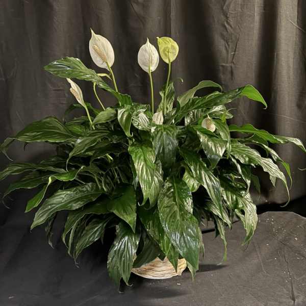 Potted peace lily with white blooms in a woven basket