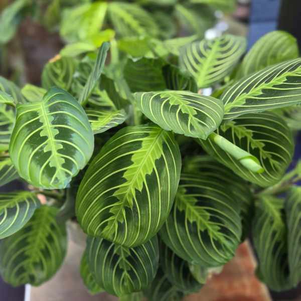 Green Prayer Plant
