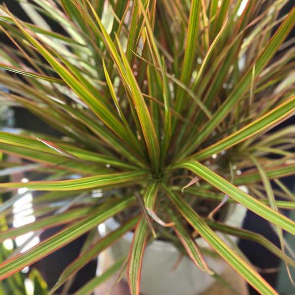 Medium Dracaena Colorama