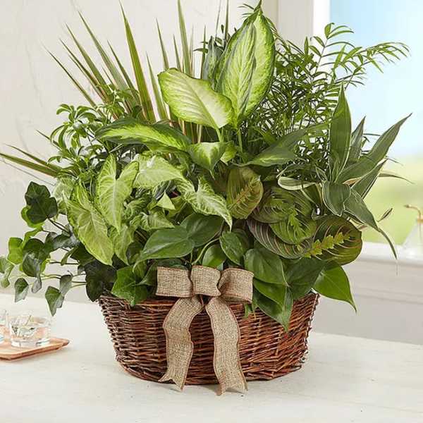 Mixed green houseplants in a wicker basket with a burlap bow