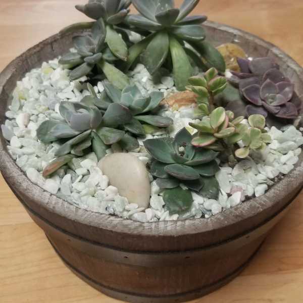 Succulent arrangement in a round wooden planter with white pebbles