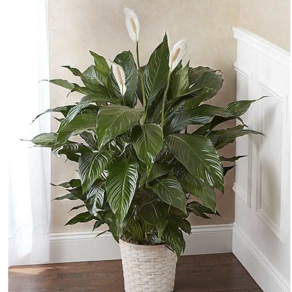 Potted peace lily with white blooms in a woven basket planter
