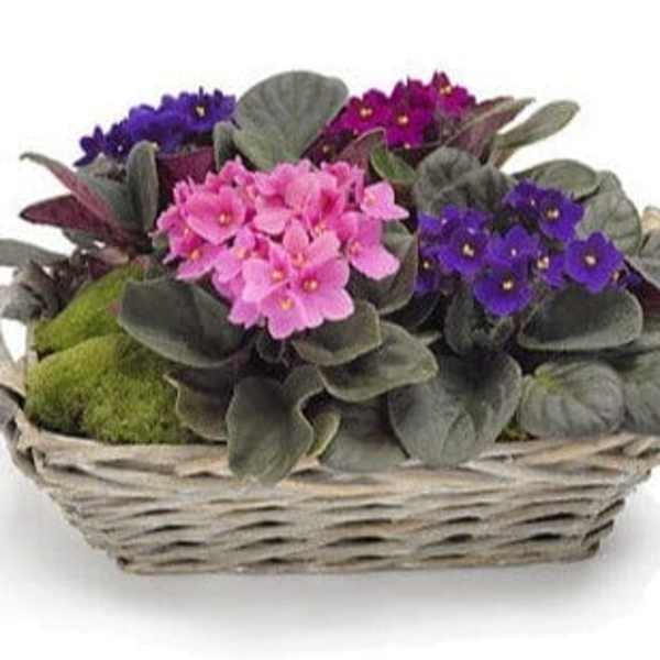 A Basket of African Violet