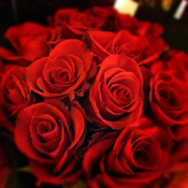 Close-up bouquet of red roses