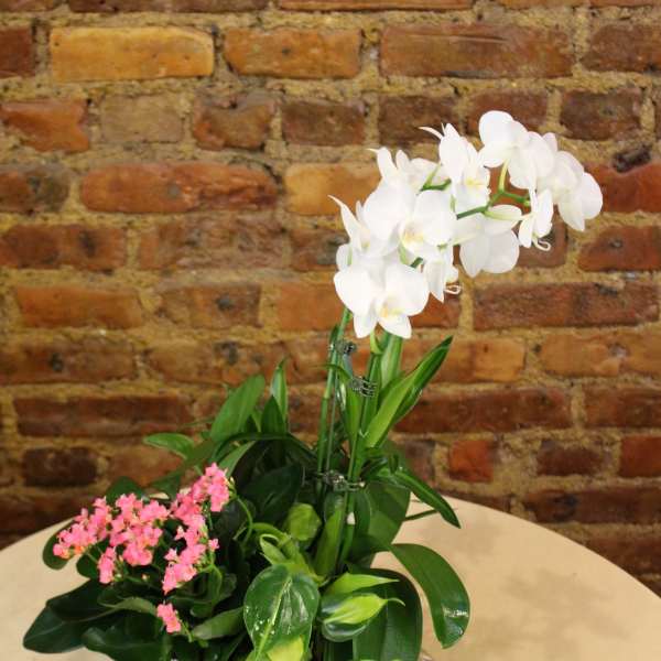 White orchid plant with pink flowers in a white pot
