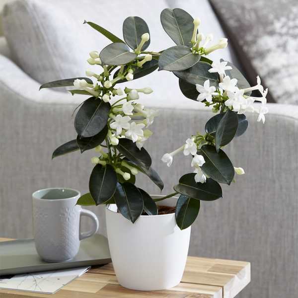 White flowering plant in a white pot with a mug beside it