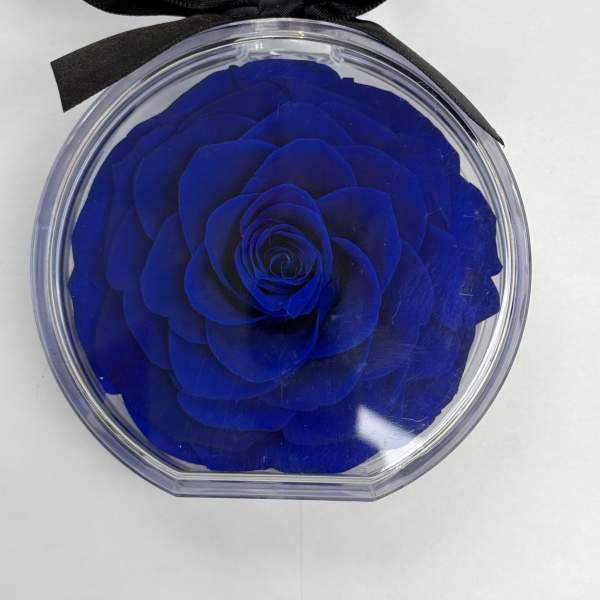 Preserved Single Rose