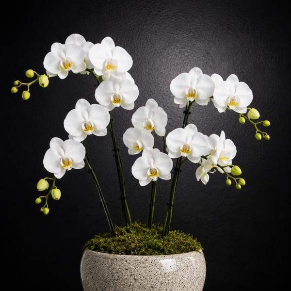 White orchids in a speckled ceramic pot with moss