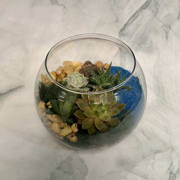 Glass bowl terrarium with assorted green succulents, stones, and bright blue sand