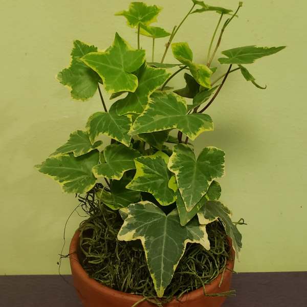 Potted ivy plant with variegated green and yellow leaves in a terracotta pot