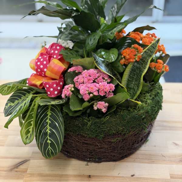 Mixed potted floral arrangement with pink blooms in a wicker basket