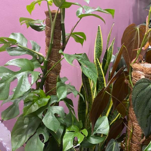Potted tropical houseplants with large split leaves and a snake plant