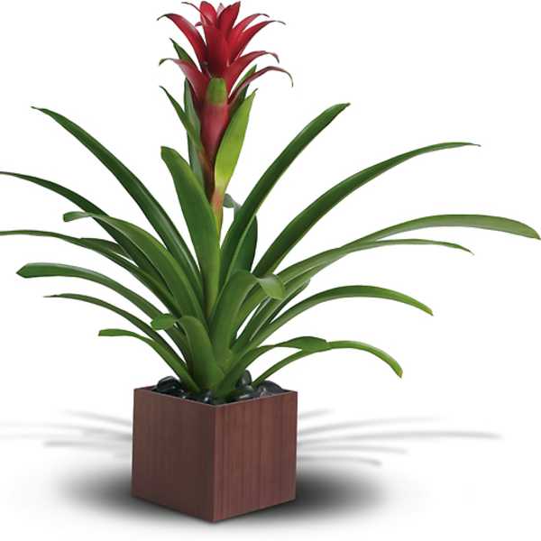 Potted bromeliad with red bloom in a square planter