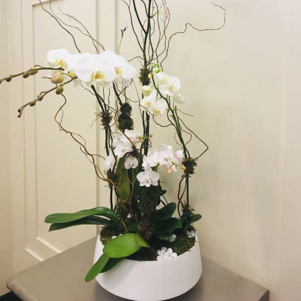 Bloom270