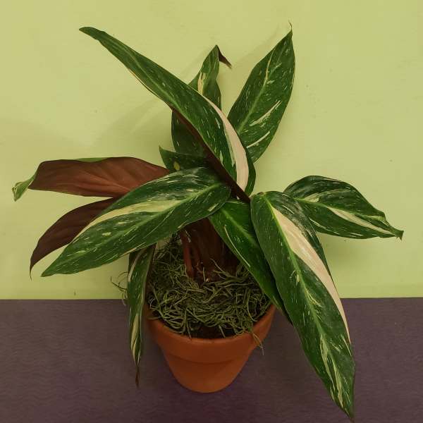 Variegated potted plant with long green and cream leaves in a terracotta pot