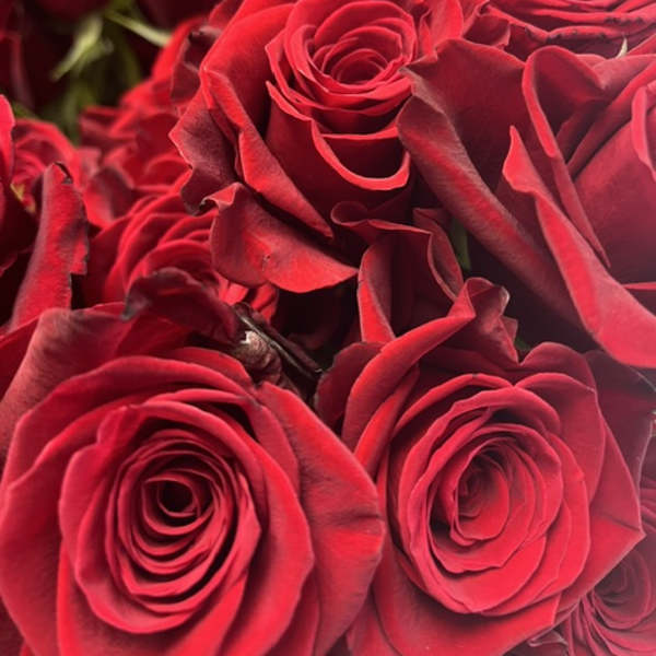 Close-up of red roses clustered together