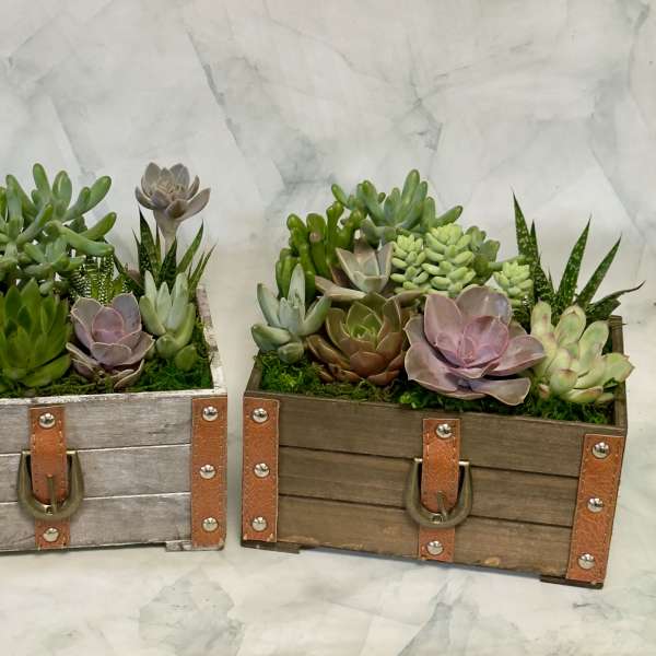 Leather Detailed Wooden Succulent Planter (One Planter)