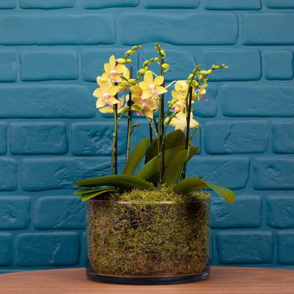 Blissford Orchid Centerpiece Yellow
