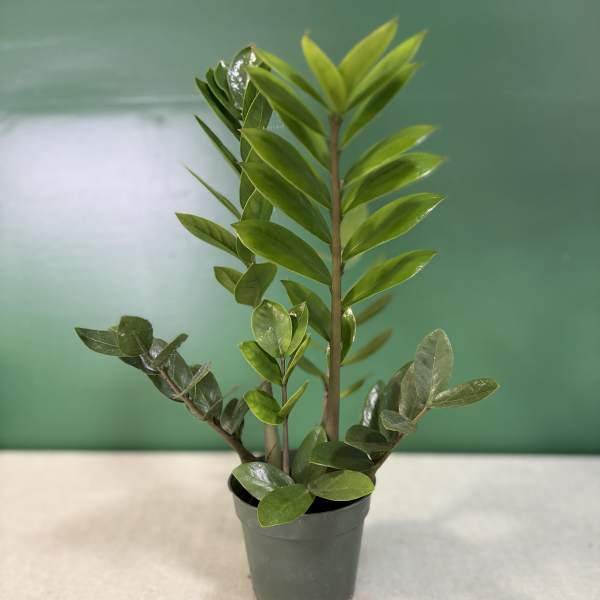 Potted green plant with glossy oval leaves in a black nursery pot