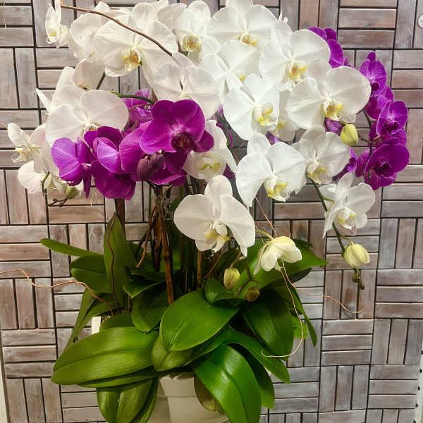 White and purple orchids in a white vase