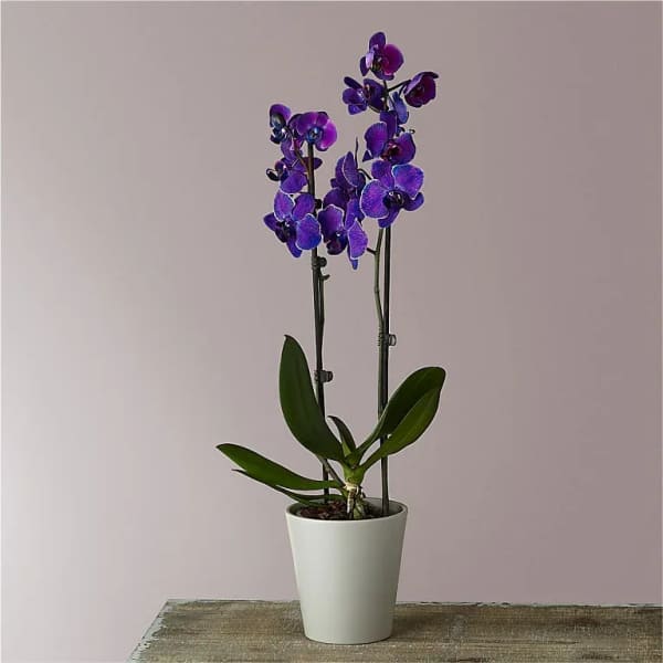 Purple orchid plant in a white pot on a table