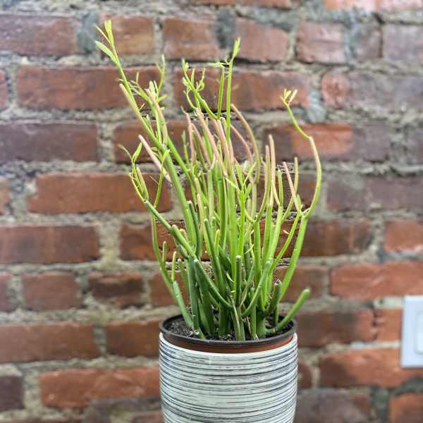 Potted succulent with thin green stems in a striped ceramic pot