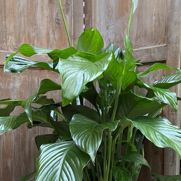Potted peace lily with white blooms in a blue ceramic planter