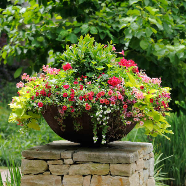 Mixed pink and red flowers in a large bowl planter outdoors