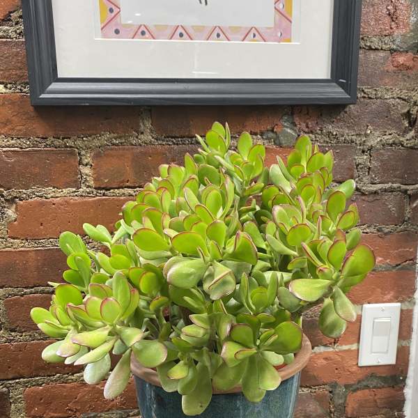 Potted succulent plant with thick green leaves in a blue ceramic pot